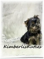 Kaylee, a female Yorkshire Terrier for sale in Lipan, TX – 3 of 3