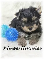 Toby, a male Yorkshire Terrier for sale in Lipan, TX – 5 of 5