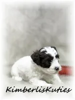 Max, a male Yorkipoo for sale in Lipan, TX – 2 of 3