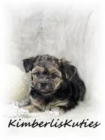 Maggie, a female Yorkipoo for sale in Lipan, TX – 4 of 4