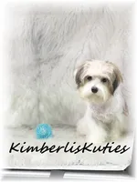 Nemo, a male Morkie for sale in Lipan, TX – 3 of 4
