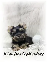 Blair, a female Yorkshire Terrier for sale in Lipan, TX – 2 of 4