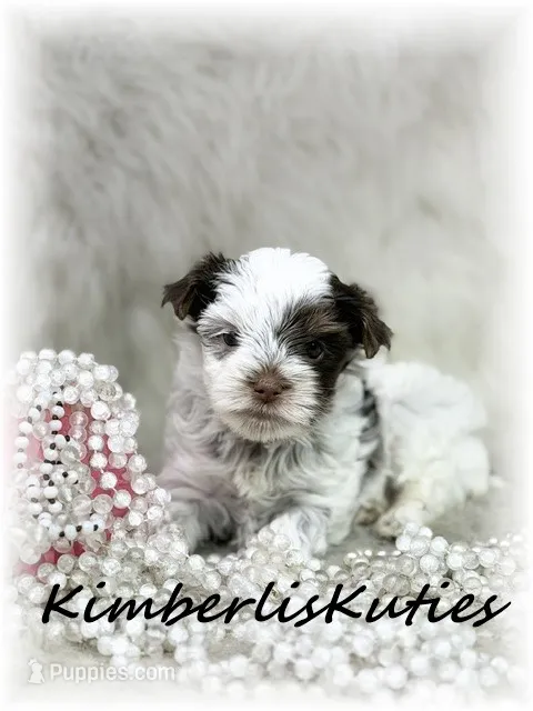 Phoebe – Yorkshire Terrier puppy for sale in Lipan, TX