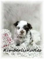 Phoebe, a female Yorkshire Terrier for sale in Lipan, TX – 1 of 2