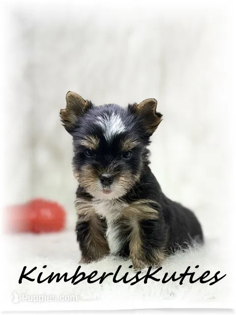 Sloane – Yorkshire Terrier puppy for sale in Lipan, TX
