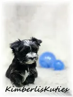 Memphis, a male Yorkshire Terrier for sale in Lipan, TX – 3 of 4