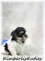 Miles, a male Yorkipoo for sale in Lipan, TX – 5 of 7