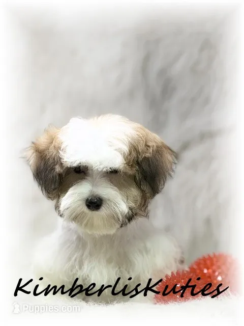 Nitro – Morkie puppy for sale in Lipan, TX