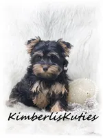Gabby, a female Yorkshire Terrier for sale in Lipan, TX – Photo 2 of 2