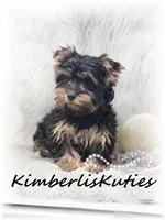 Gabby, a female Yorkshire Terrier for sale in Lipan, TX – Photo 1 of 2