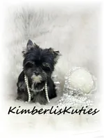 Blakely, a female Yorkshire Terrier for sale in Lipan, TX – 2 of 3