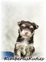 Seth, a male Yorkshire Terrier for sale in Lipan, TX – 2 of 3