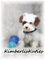 Millo , a male Yorkipoo for sale in Lipan, TX – 2 of 5