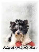 Onyx, a male Yorkshire Terrier for sale in Lipan, TX – 2 of 3