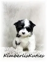 Sage, a female Yorkshire Terrier for sale in Lipan, TX – 6 of 7