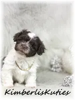 Gidget, a female Maltipoo for sale in Lipan, TX – 5 of 5