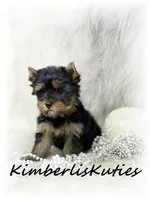 Blair, a female Yorkshire Terrier for sale in Lipan, TX – 2 of 4