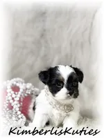 Blair, a female Yorkipoo for sale in Lipan, TX – 3 of 3