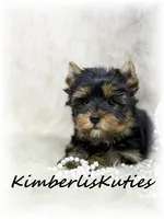 Blair, a female Yorkshire Terrier for sale in Lipan, TX – 1 of 4