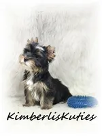 Sloane, a male Yorkshire Terrier for sale in Lipan, TX – 3 of 4