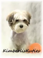 Nemo, a male Morkie for sale in Lipan, TX – 3 of 5