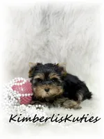 Bailey, a female Yorkshire Terrier for sale in Lipan, TX – 3 of 4