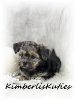 Maggie, a female Yorkipoo for sale in Lipan, TX – 2 of 4