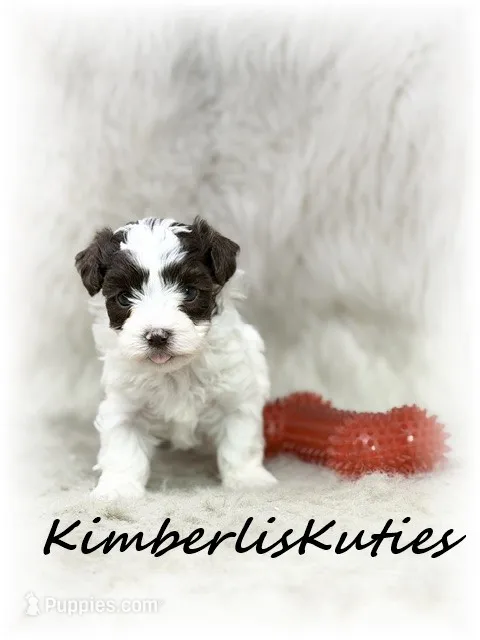 Max – Yorkipoo puppy for sale in Lipan, TX