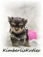 Tipsy, a female Yorkshire Terrier for sale in Lipan, TX – 5 of 7