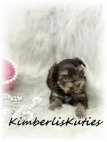 Paisley, a female Yorkshire Terrier for sale in Lipan, TX – 2 of 4