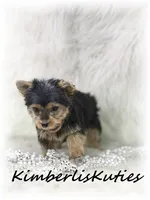 Khloe, a female Yorkshire Terrier for sale in Lipan, TX – 5 of 6