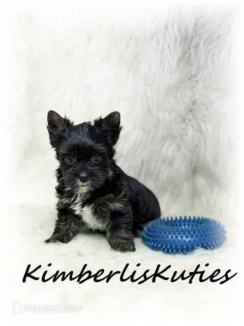 Beau – Yorkshire Terrier puppy for sale in Lipan, TX