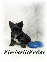 Beau, a male Yorkshire Terrier for sale in Lipan, TX – 1 of 5