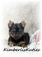 Kinley, a female Yorkshire Terrier for sale in Lipan, TX – 2 of 2