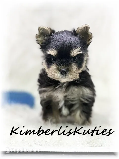 Stone – Yorkshire Terrier puppy for sale in Lipan, TX