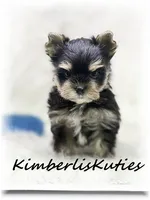 Stone, a male Yorkshire Terrier for sale in Lipan, TX – 1 of 4