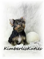 Kinley, a female Yorkshire Terrier for sale in Lipan, TX – 2 of 2