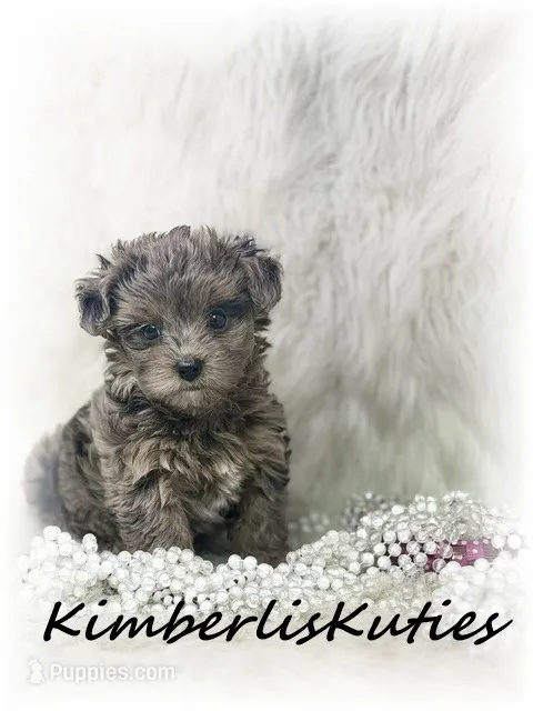 Wave – Yorkipoo puppy for sale in Lipan, TX