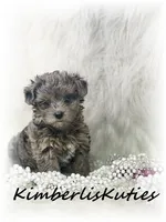 Wave, a female Yorkipoo for sale in Lipan, TX – 1 of 5