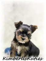 Spence, a male Yorkshire Terrier for sale in Lipan, TX – 4 of 4
