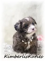 Bendy, a female Yorkipoo for sale in Lipan, TX – Photo 3 of 4