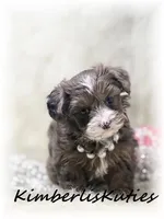 Bendy, a female Yorkipoo for sale in Lipan, TX – Photo 4 of 4