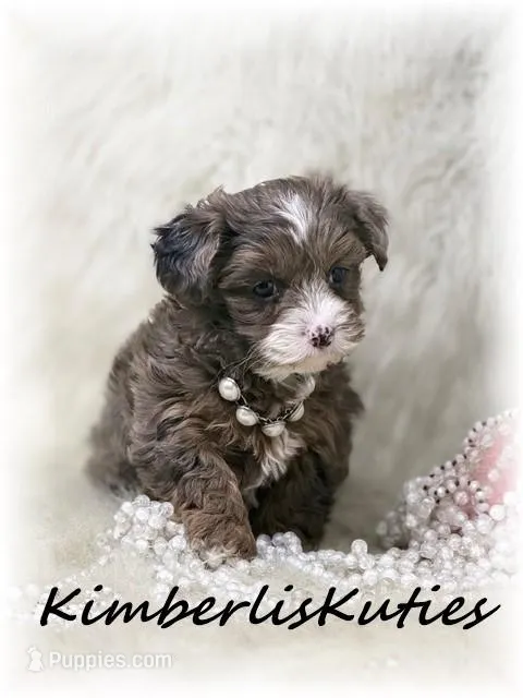 Bendy – Yorkipoo puppy for sale in Lipan, TX