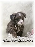 Bendy, a female Yorkipoo for sale in Lipan, TX – Photo 1 of 4