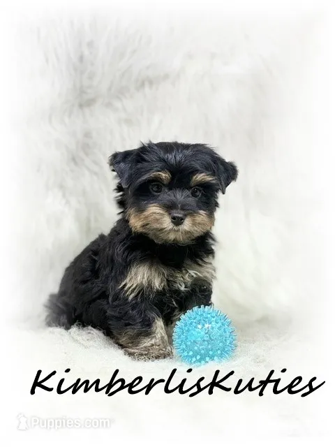 Kingston – Yorkshire Terrier puppy for sale in Lipan, TX