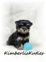 Kingston, a male Yorkshire Terrier for sale in Lipan, TX – 3 of 3