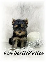 Blair, a female Yorkshire Terrier for sale in Lipan, TX – 3 of 4