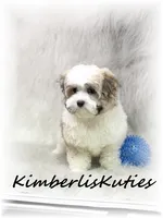 Nemo, a male Morkie for sale in Lipan, TX – 3 of 4