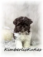 Teagan, a female Maltipoo for sale in Lipan, TX – 3 of 3