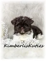Teagan, a female Maltipoo for sale in Lipan, TX – 1 of 3